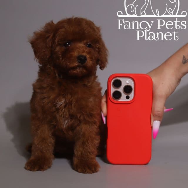 Toy Paco - Toy Poodle Male