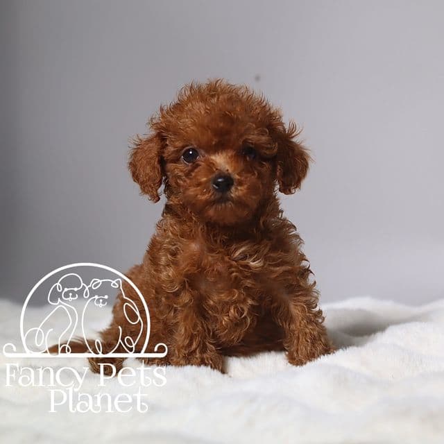 TTeacup Polo - Toy Poodle Male