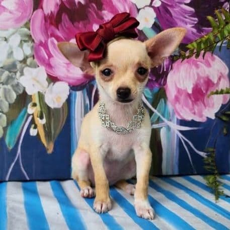 Elsie - Chihuahua Female