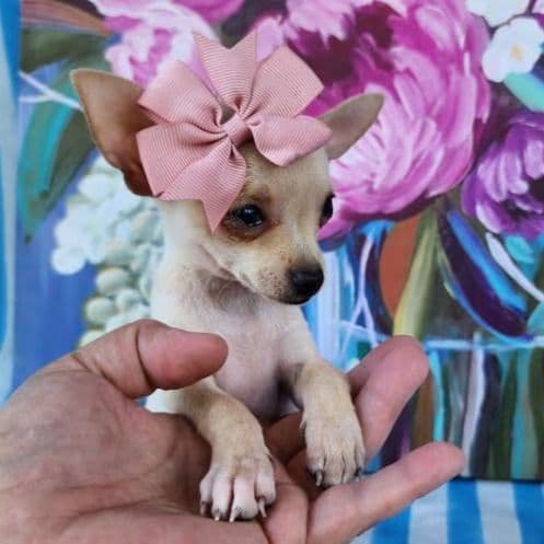 Teacup TinkerBell - Chihuahua Female