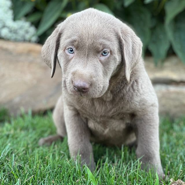 Sheena - Labrador Retriever Female