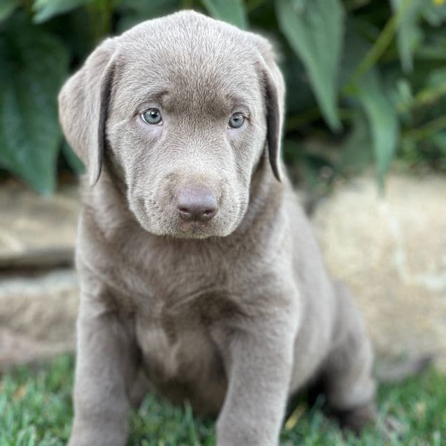 Silvie - Labrador Retriever Female