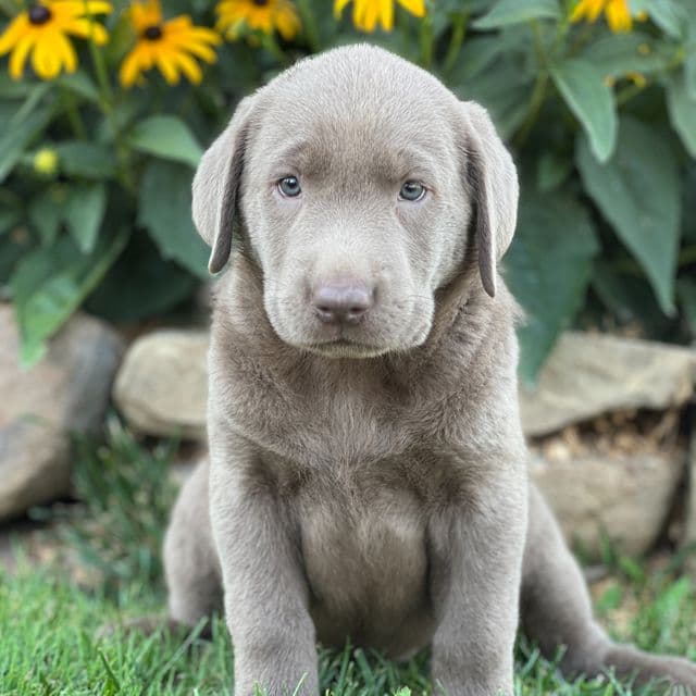 Smooches - Labrador Retriever Female