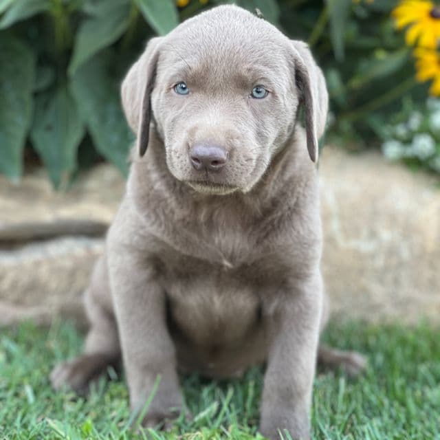 Shine - Labrador Retriever Female