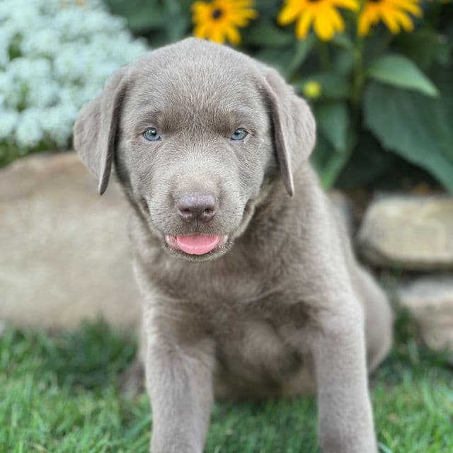 Star - Labrador Retriever Male