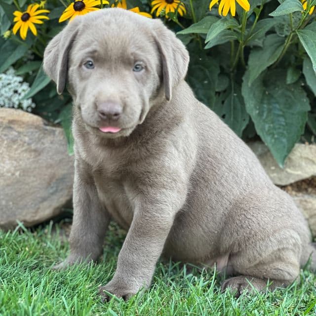 Shawn - Labrador Retriever Male