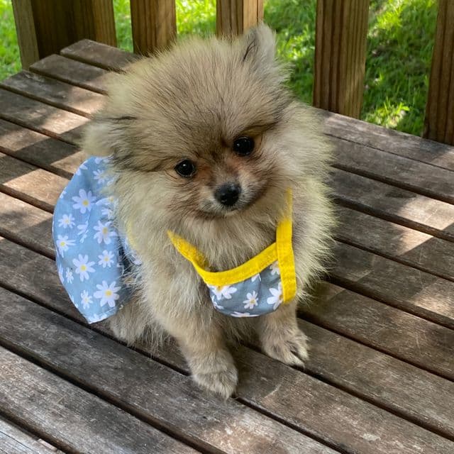 Mango - Pomeranian Female