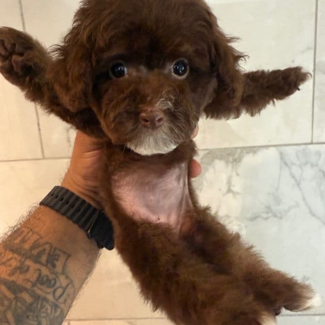 Hershey - Toy Poodle Female