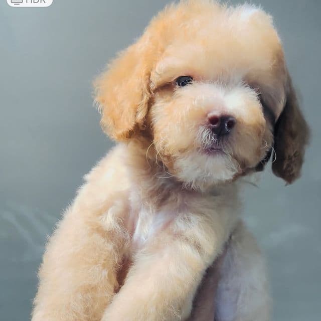 Woody  - Toy Poodle Male