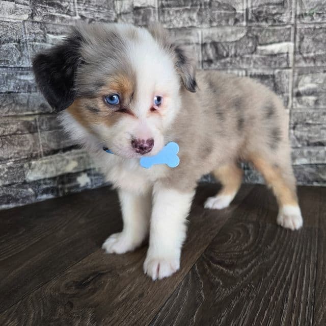 Banjo - Australian Shepherd Male