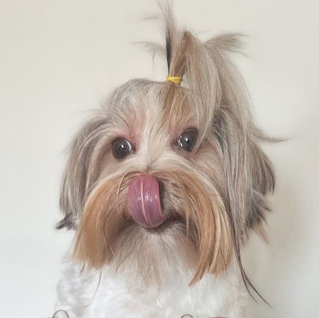 Fenty Dior - Yorkshire Terrier Female