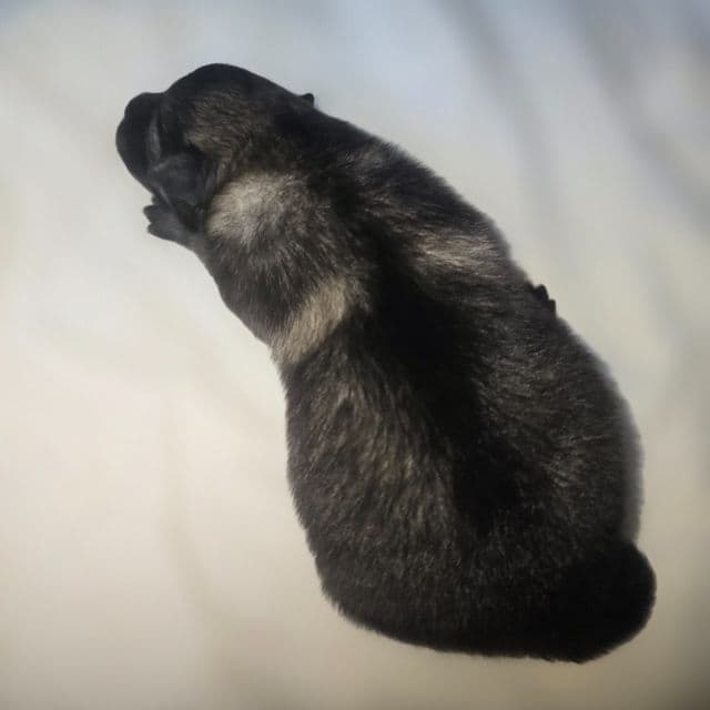 Skittles  - Keeshond Male