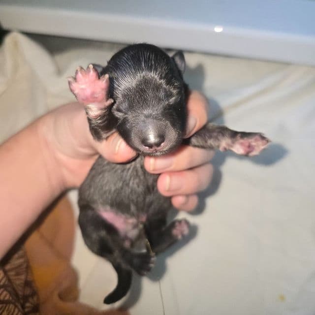 Gummy Bear  - Keeshond Female