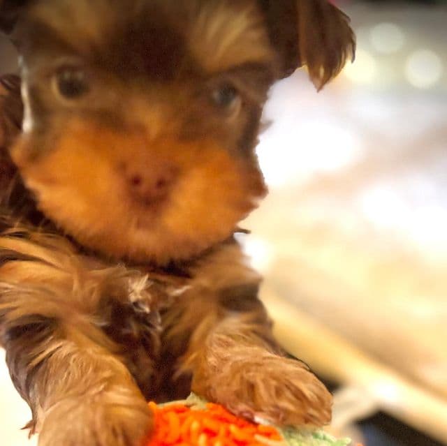 TEDDY - Yorkshire Terrier Male