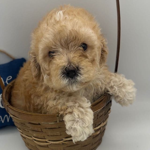 Dak - Cavapoo Male