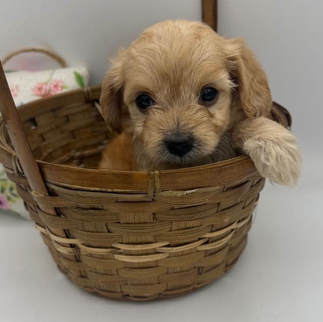 Sophie  - Cavapoo Female