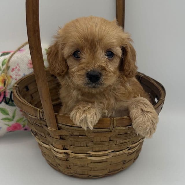 Layla - Cavapoo Female