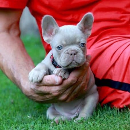 Demi - French Bulldog Female
