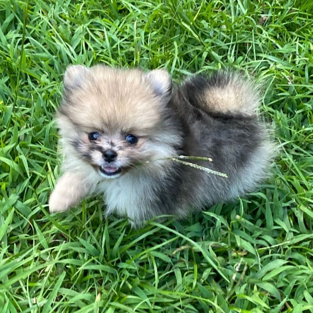 Indigo  - Pomeranian Female