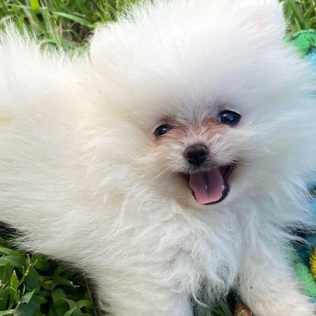 Miumiu - Pomeranian Female