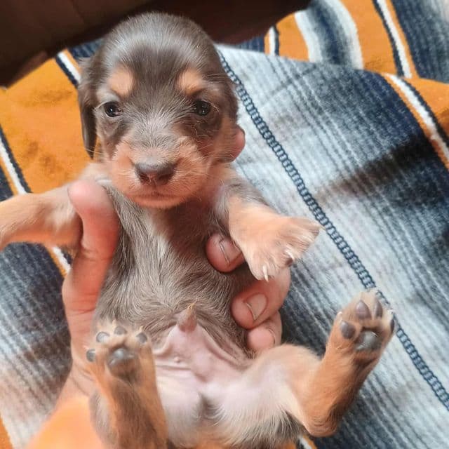 George - Dachshund Male