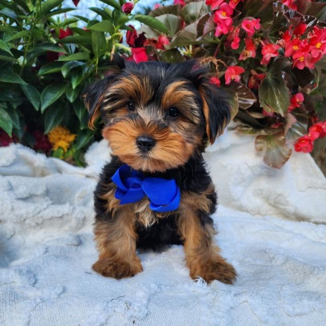 Oliver - Yorkshire Terrier Male