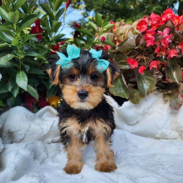 Paisley - Yorkshire Terrier Female