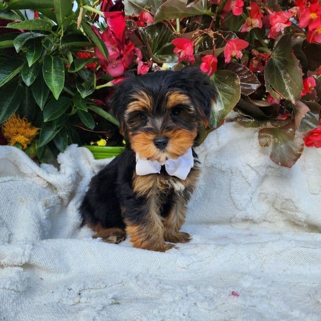 Neeko - Yorkshire Terrier Male