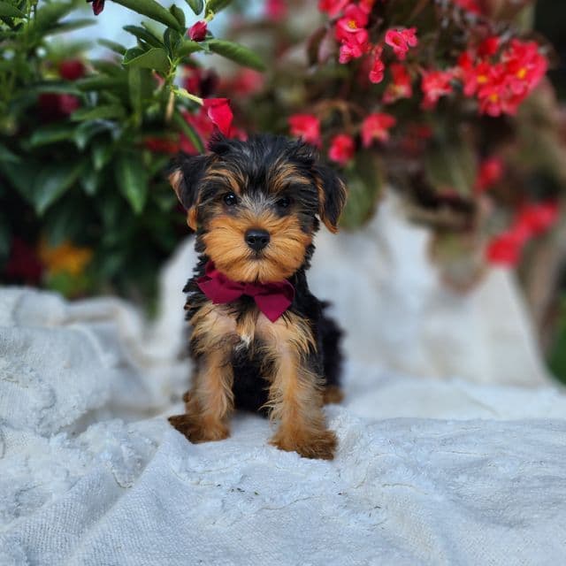 Preston - Yorkshire Terrier Male