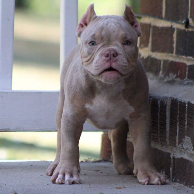 Spark plug  - American Bully Male