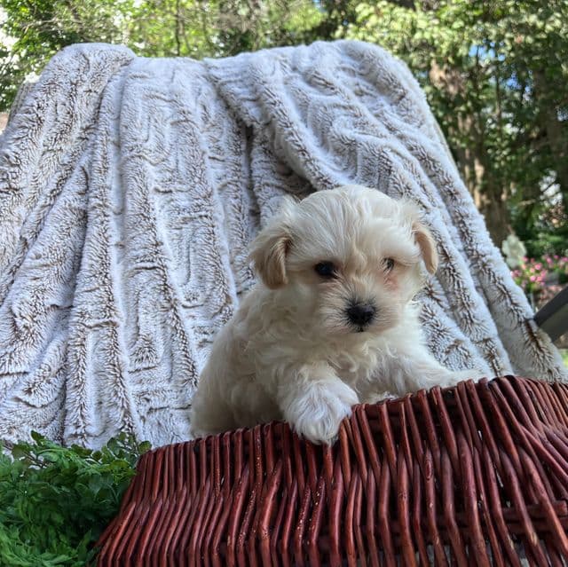 Levi - Maltipoo Male