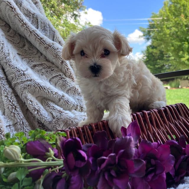 Liz - Maltipoo Female