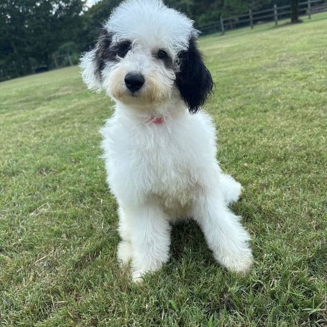 Elsa Pink Girl - Bernedoodle Female