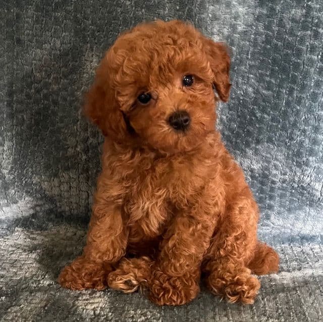Titan - Toy Poodle Male