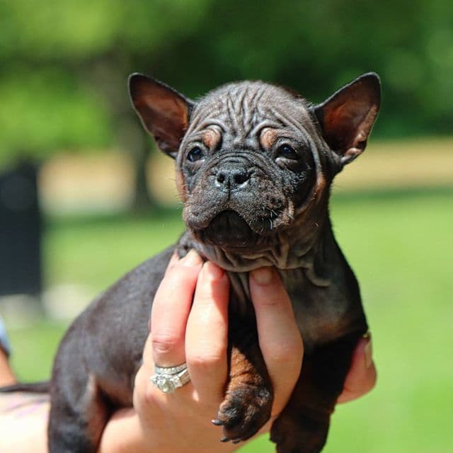 China - Chongqing Dog (Chinese Bulldog) Female