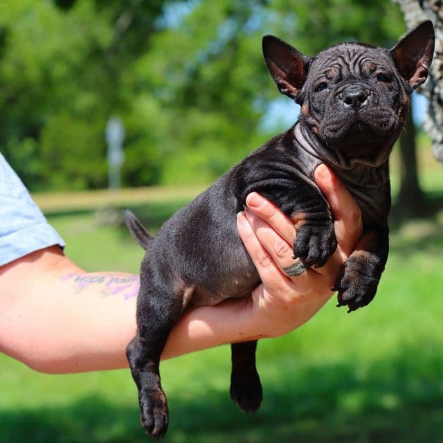 Lee - Chongqing Dog (Chinese Bulldog) Female