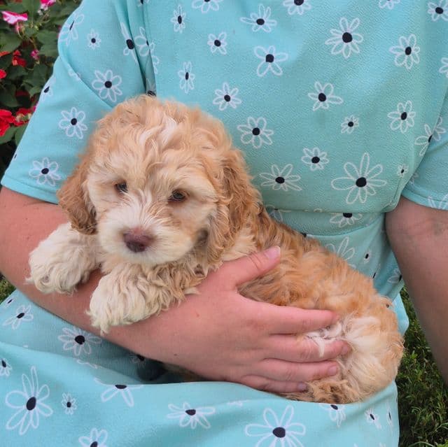 Ty - Cockapoo Male