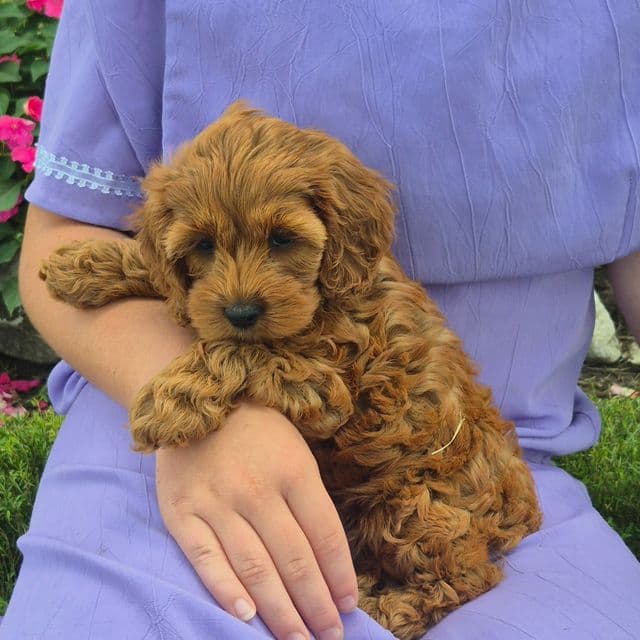Dolly - Cockapoo Female