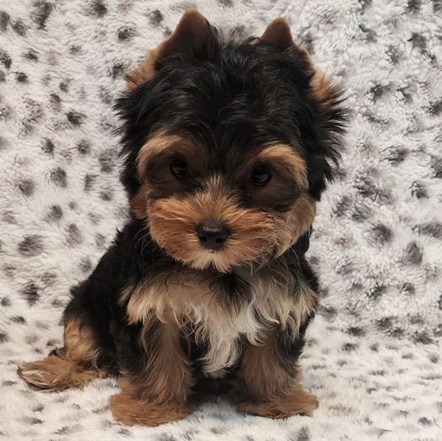 Blossom - Yorkshire Terrier Female