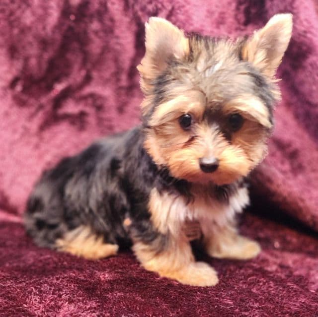 Twinkle - Yorkshire Terrier Female