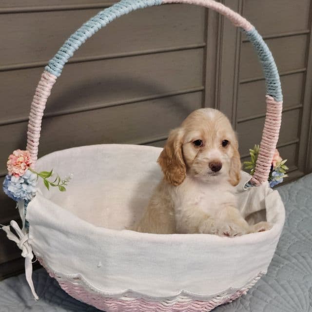 Cookie - Cockapoo Female