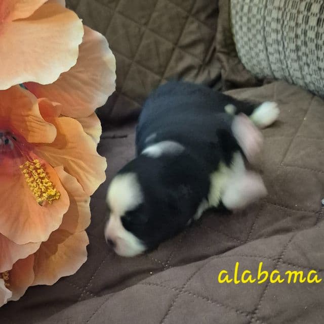 Alabama - Australian Shepherd Female