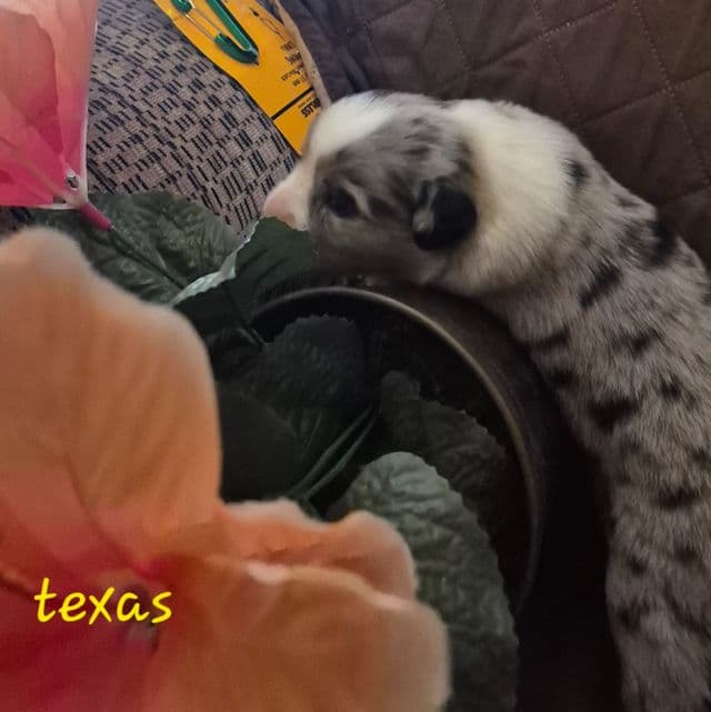 Texas - Australian Shepherd Male