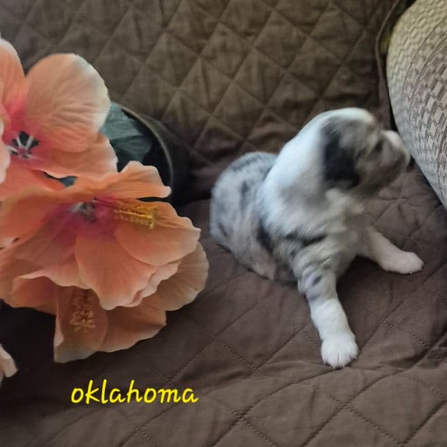 Oklahoma - Australian Shepherd Female
