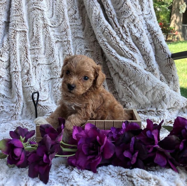 Nelly - Toy Poodle Female