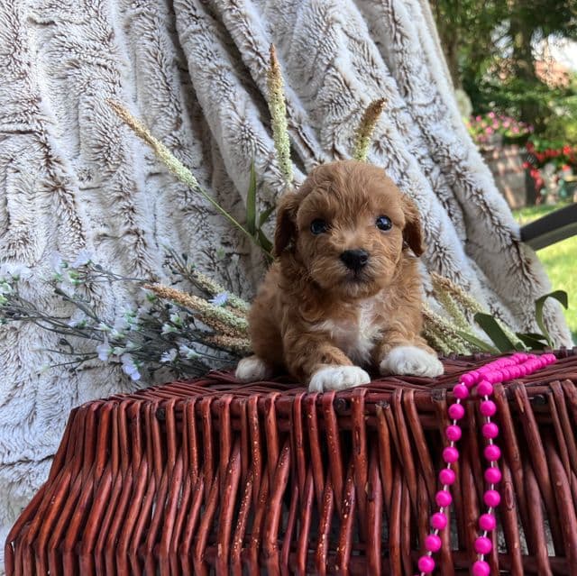 Naomi - Toy Poodle Female