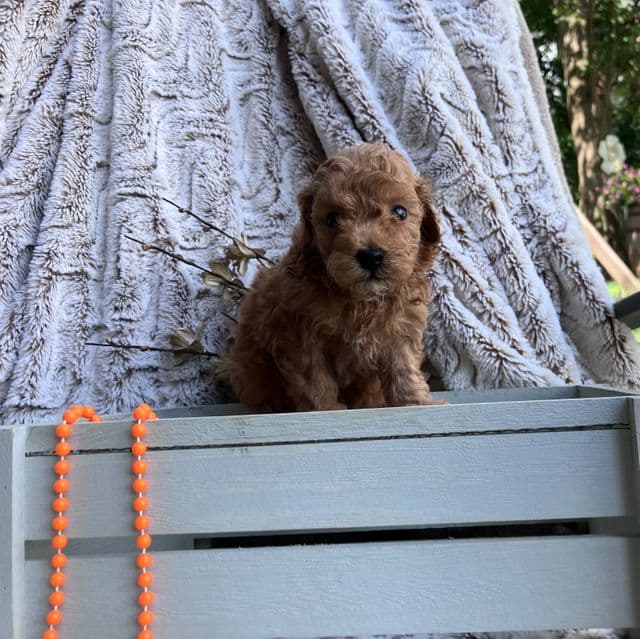 Noah - Toy Poodle Male