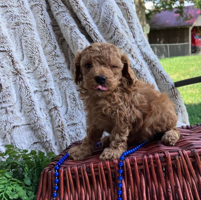 Nolan - Toy Poodle Male