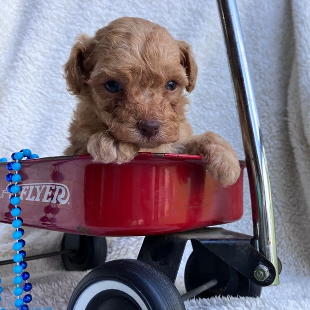 Frank - Toy Poodle Male