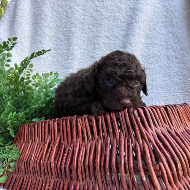 Frizz - Toy Poodle Male